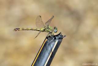 Paragomphus genei - female IMG_8644