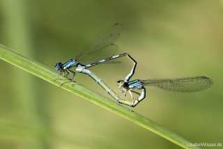 Coenagrion caerulescens - copula - mating IMG_8847