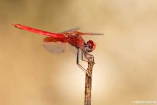 Trithemis kirbyi - male - IMG_9471
