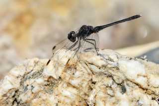 Diplacodes lefebvrii - male IMG_9526