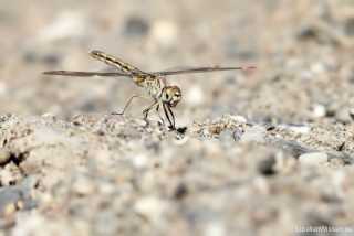 Brachythemis impartita - female IMG_9935