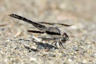Brachythemis impartita - male IMG_9962