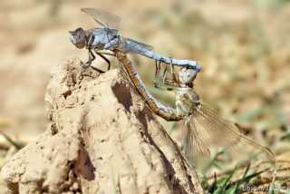 Orthetrum nitidinerve - copula _IMG_9376