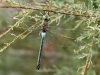 Anax parthenope - female foods another dragonfly _IMG_9707