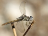 Orthetrum nitidinerve - female / co. by Sylvia Schulz_