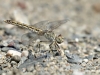 Brachythemis impartita - female _IMG_9943