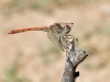 Sympetrum sinaiticum - male IMG_0013