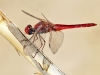 Crocothemis erythraea - male IMG_0330