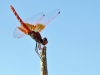 Trithemis kirbyi - male - IMG_0362