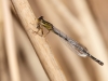 Ischnura graellsii - female IMG_8048