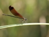 Calopteryx haemorrhoidalis - female IMG_8219