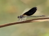 Calopteryx haemorrhoidalis - male IMG_8242