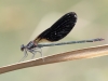 Calopteryx haemorrhoidalis - male IMG_8254