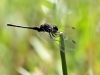 Diplacodes lefebvrii - male IMG_8330