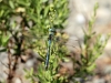 Anax imperator - male IMG_8441