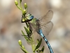 Anax imperator - male IMG_8449