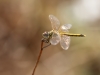 Sympetrum fonscolombii - female IMG_8538