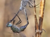 Orthetrum trinacria - copula IMG_8688
