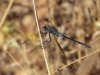 Orthetrum trinacria - male IMG_8705