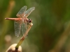 Trithemis kirbyi - female -IMG_8792