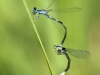 Coenagrion caerulescens - tandem IMG_8808