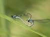 Coenagrion caerulescens - copula - mating IMG_8847