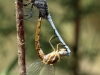Orthetrum chrysostigma - copula IMG_8851