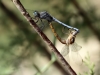 Orthetrum chrysostigma - copula IMG_8856