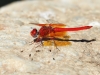 Trithemis kirbyi - male - IMG_8868