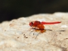 Trithemis kirbyi - male - IMG_8874