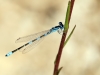 Coenagrion caerulescens - male IMG_8899