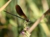 Calopteryx haemorrhoidalis - male IMG_8935