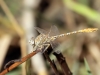 Onychogomphus costae - male IMG_8939