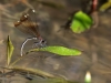 Calopteryx haemorrhoidalis - female ovipositing IMG_8979