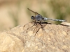 Orthetrum chrysostigma - male IMG_8998