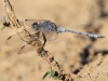 Orthetrum chrysostigma - male IMG_9003