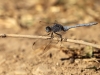 Orthetrum chrysostigma - male IMG_9040