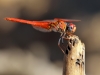 Trithemis kirbyi - male - IMG_9087