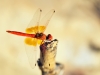 Trithemis kirbyi - male - IMG_9099
