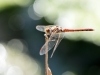 Sympetrum striolatum - male IMG_9159