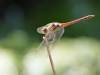 Sympetrum striolatum - male IMG_9179