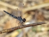 Diplacodes lefebvrii - female IMG_9219