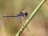 Diplacodes lefebvrii - female IMG_9238