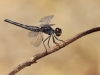 Diplacodes lefebvrii - female IMG_9248