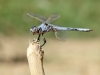 Orthetrum nitidinerve - male IMG_9413