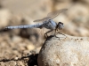 Orthetrum nitidinerve - male IMG_9433
