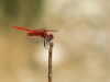 Trithemis kirbyi - male IMG_9473