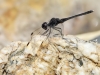 Diplacodes lefebvrii - male IMG_9526