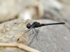 Diplacodes lefebvrii - male IMG_9569