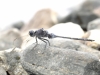 Orthetrum trinacria - male IMG_9629